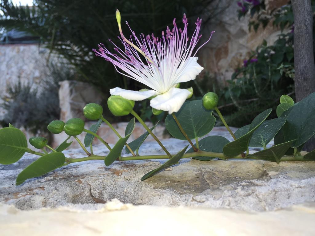 فندق Ca' Di Bianca مونيلّي المظهر الخارجي الصورة