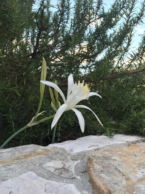 فندق Ca' Di Bianca مونيلّي المظهر الخارجي الصورة